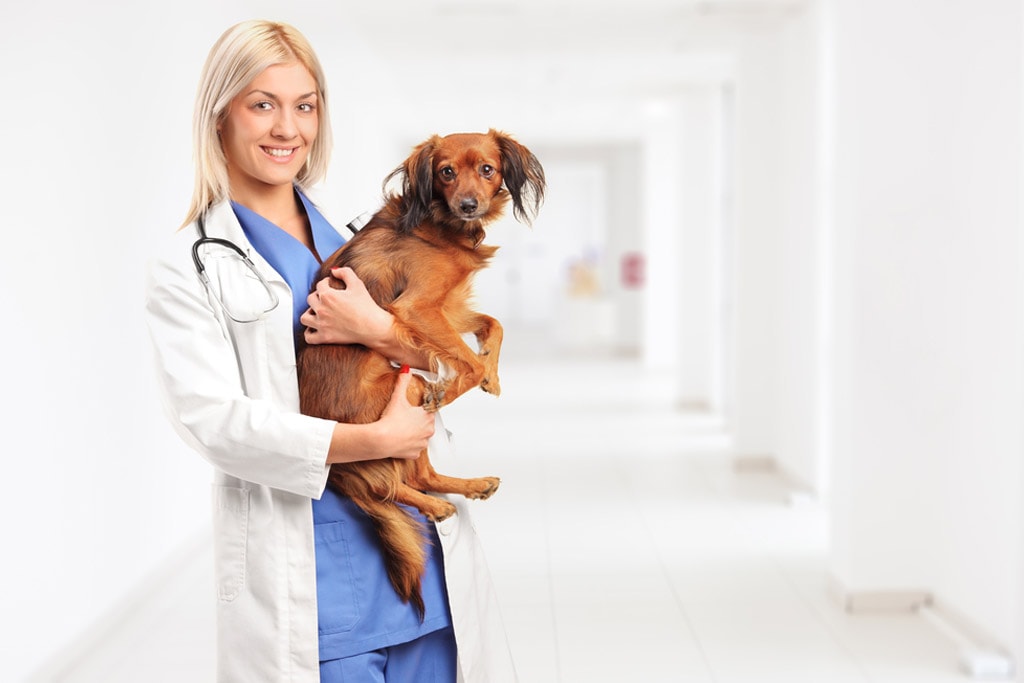 female vet holding dog