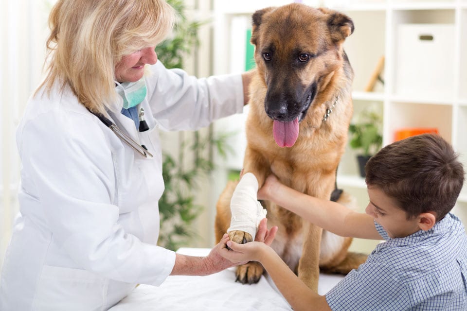 female vet treating dog with bandaged leg
