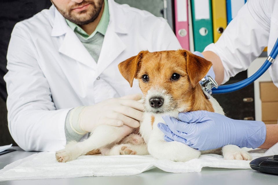 vet holding stethoscope to dog